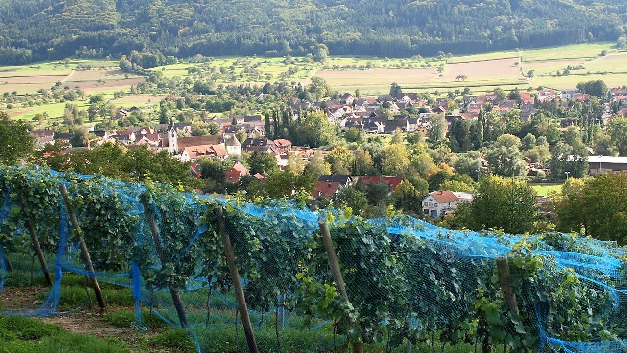 Blick von den Rebbergen auf Bohlingen Blick von den Rebbergen auf Bohlingen